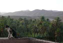 La terrazza di Chez Yacob