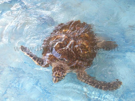 Spiaggia di Pirambu allevamento di tartarughe