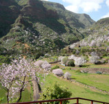 Gran Canaria mandorli in fiore