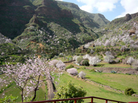 Gran Canaria mandorli in fiore