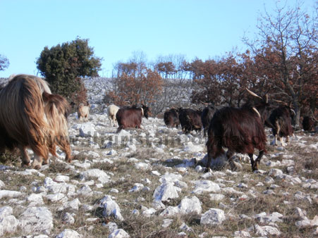 Parco nazionale del gargano
