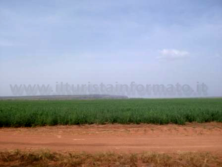 Campi di canna da zucchero in Burkina Faso