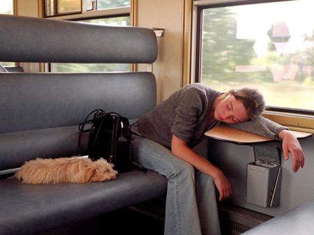 Dog on a train