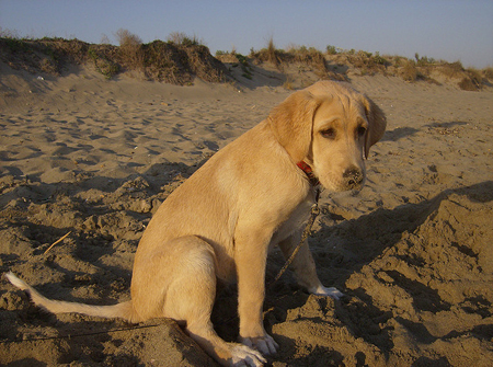 Cane in spiaggia