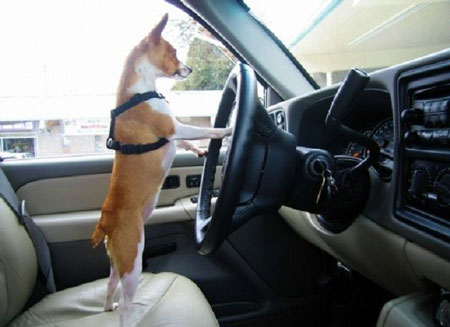 Cane in auto