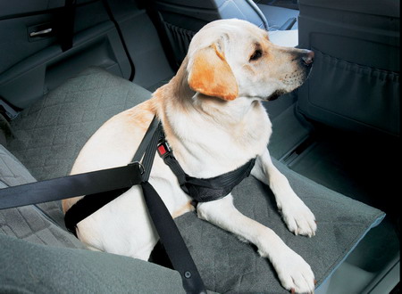 viaggiare in auto con il cane