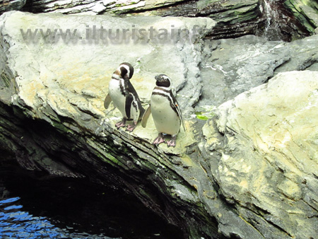 Pinguino Oceanario