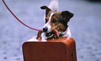viaggi con il cane