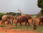Elefanti e giraffa nel safari