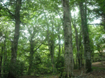 Foresta Umbra