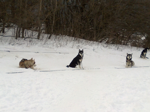 Cani da slitta