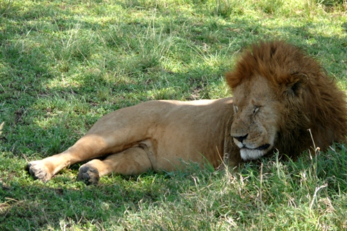 Leone