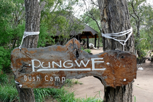 Pungwe