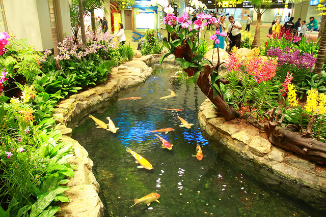 Acquario