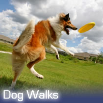 Dog walks