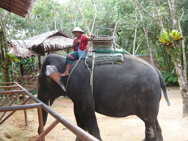 sull_elefante_in_thailandia