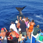 whale watching