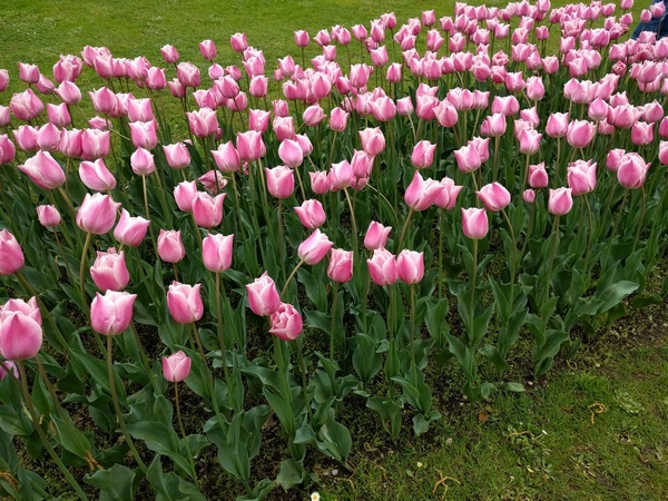 Tulipanomania Tulipanomania