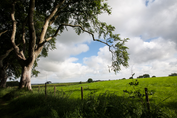 fly-drive-irlanda-laterale-dark-hedges