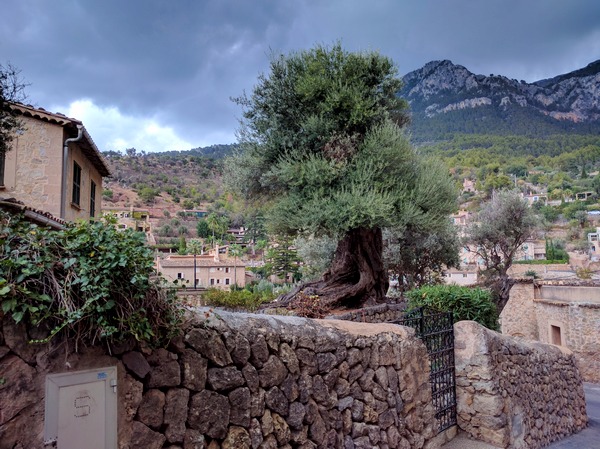 Vacanza a Maiorca - boghi