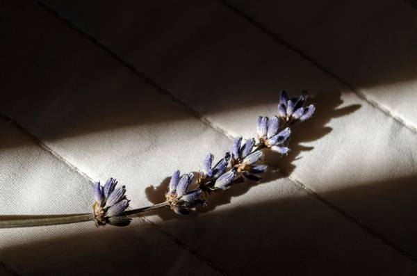 Lavanda - hotel assisi